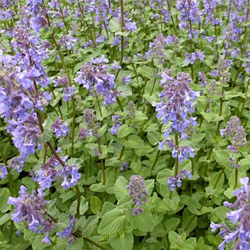 Nepeta grandiflora Zinser's Giant (Hábito)