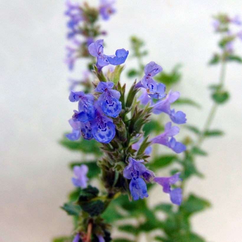 Nepeta grandiflora Zinser's Giant (Floração)