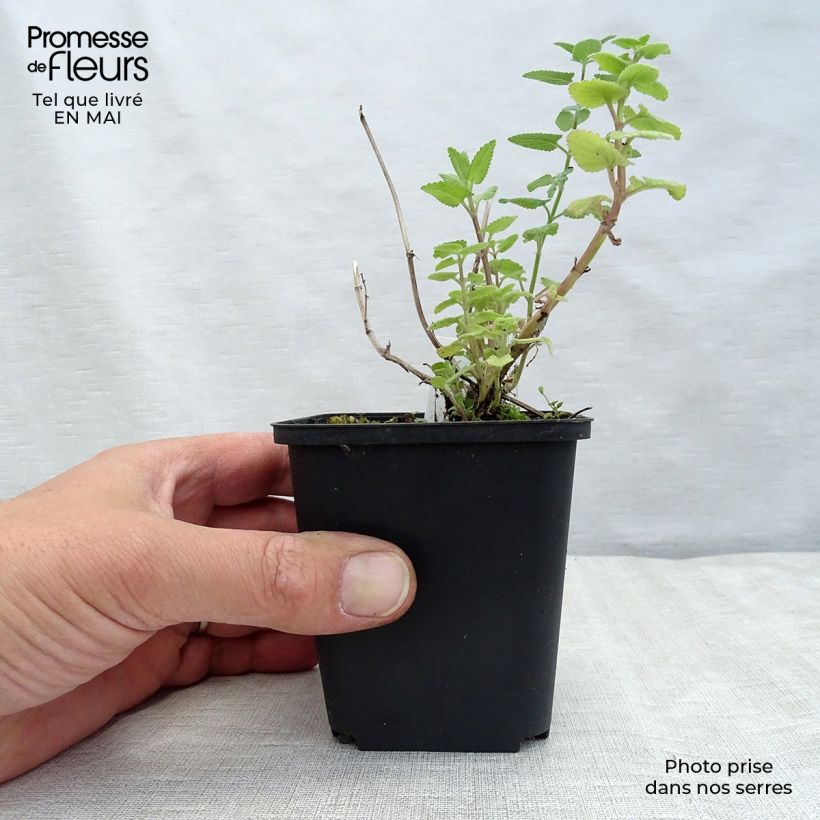 Amostra de Nepeta grandiflora Zinser's Giant Vaso de 8/9 cm tal como entregue na primavera