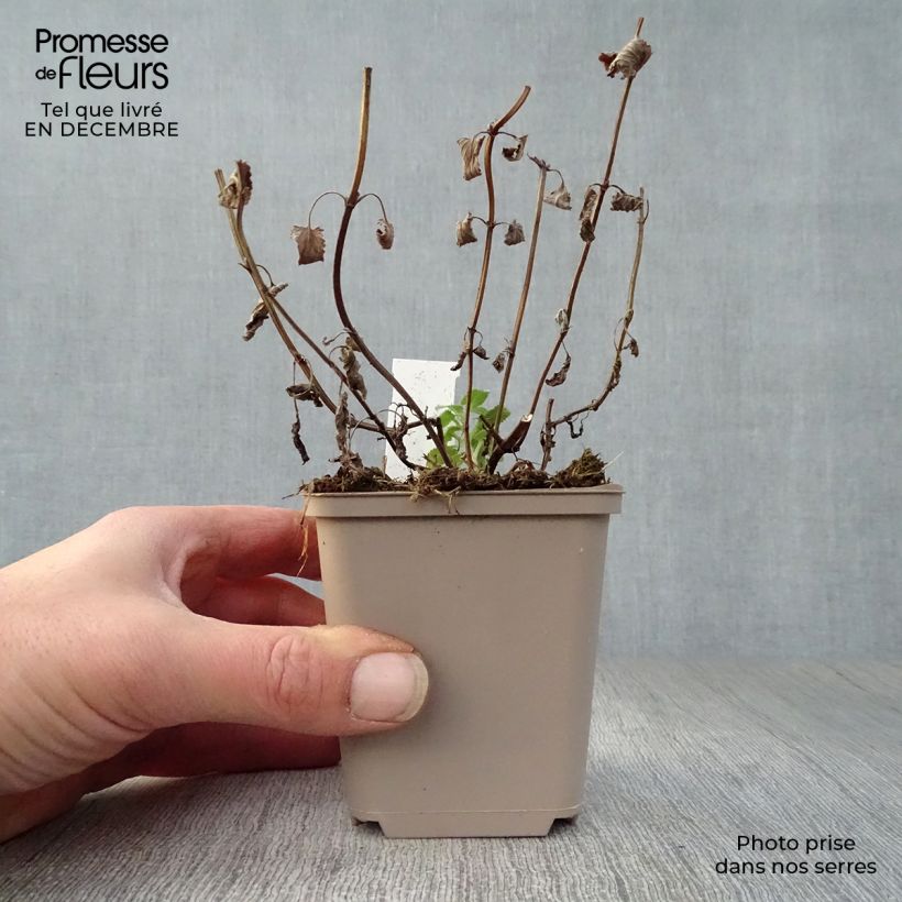 Amostra de Nepeta grandiflora Zinser's Giant - Herbe à chats géante Vaso de 8/9 cm tal como entregue no inverno