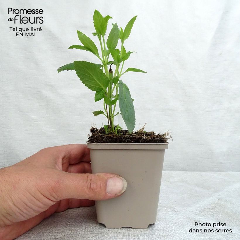 Amostra de Nepeta kubanica Vaso de 8/9 cm tal como entregue na primavera