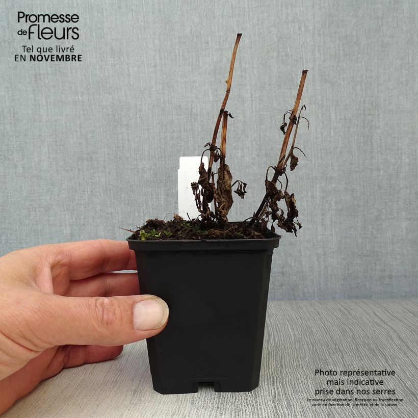 Amostra de Nepeta kubanica Vaso de 8/9 cm tal como entregue no outono