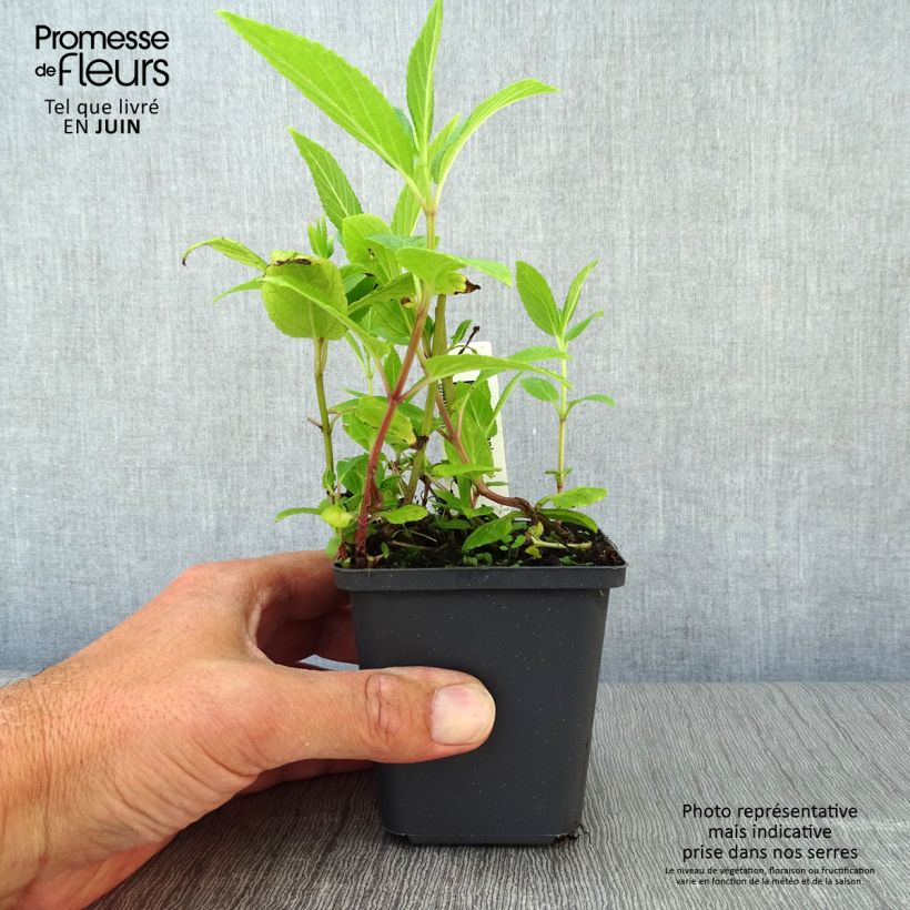 Amostra de Nepeta kubanica Vaso de 8/9 cm tal como entregue no verão