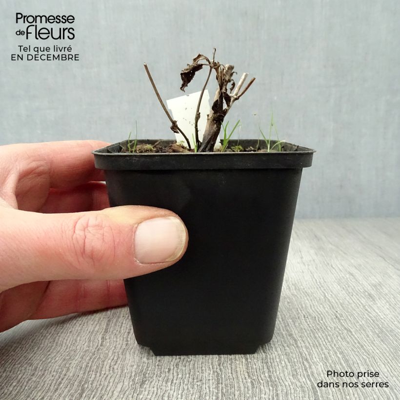 Amostra de Nepeta kubanica - Chataire Vaso de 8/9 cm tal como entregue no inverno