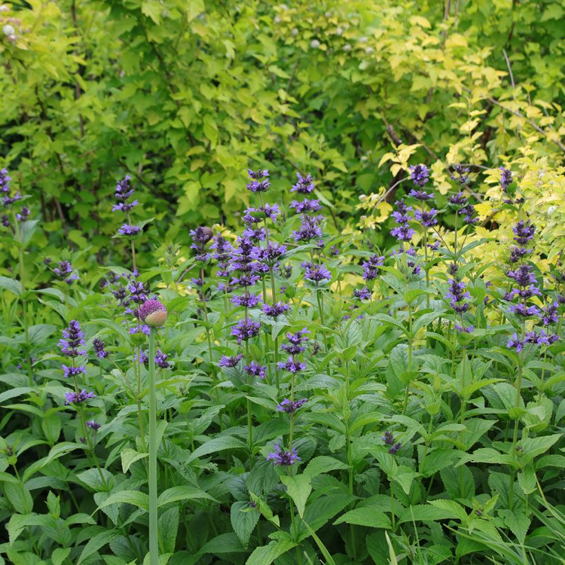 Nepeta kubanica (Hábito)