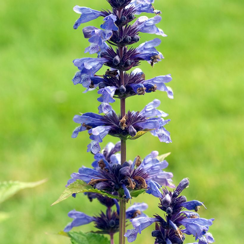 Nepeta kubanica (Floração)