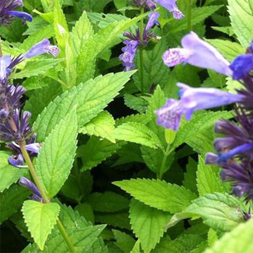 Nepeta manchuriensis Manchu Blue (Folhagem)