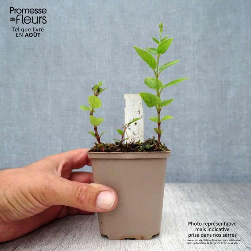 Amostra de Nepeta manchuriensis Manchu Blue Vaso de 8/9 cm tal como entregue no verão