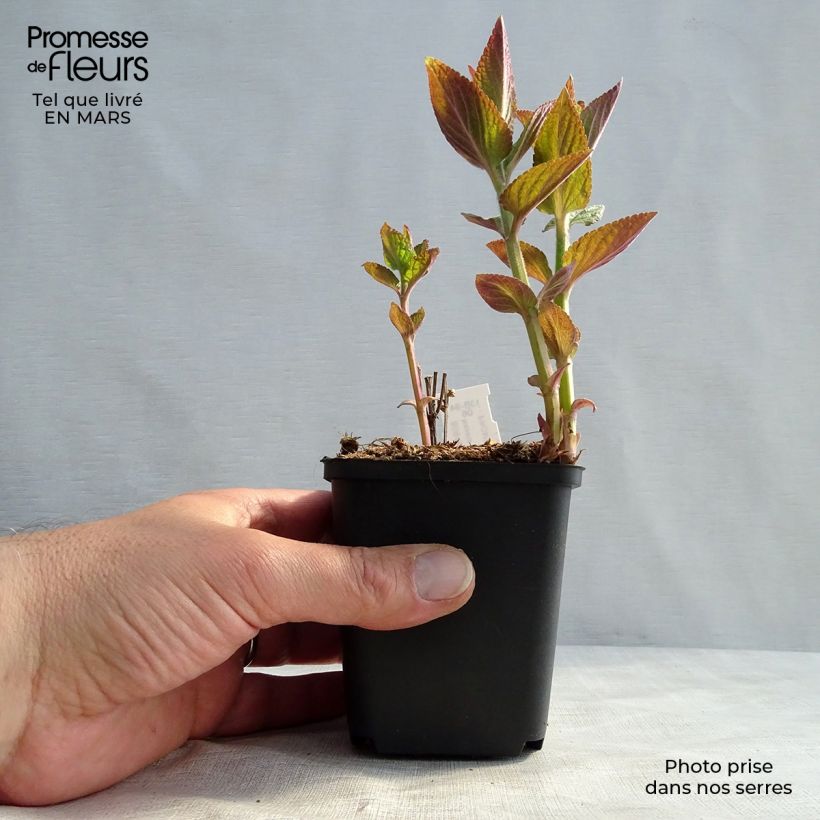 Amostra de Nepeta manchuriensis Manchu Blue Vaso de 8/9 cm tal como entregue na primavera