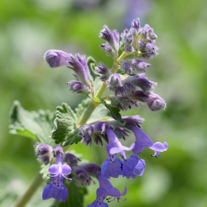 Nepeta manchuriensis Manchu Blue (Floração)