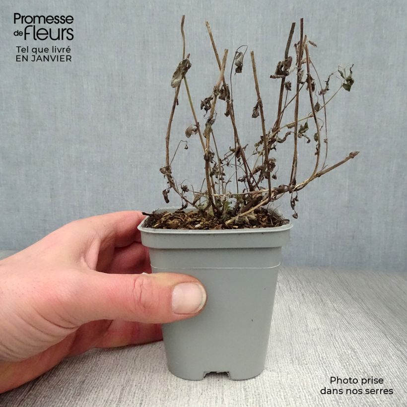 Amostra de Nepeta mussinii (racemosa) - Chataire Vaso de 8/9 cm tal como entregue no inverno