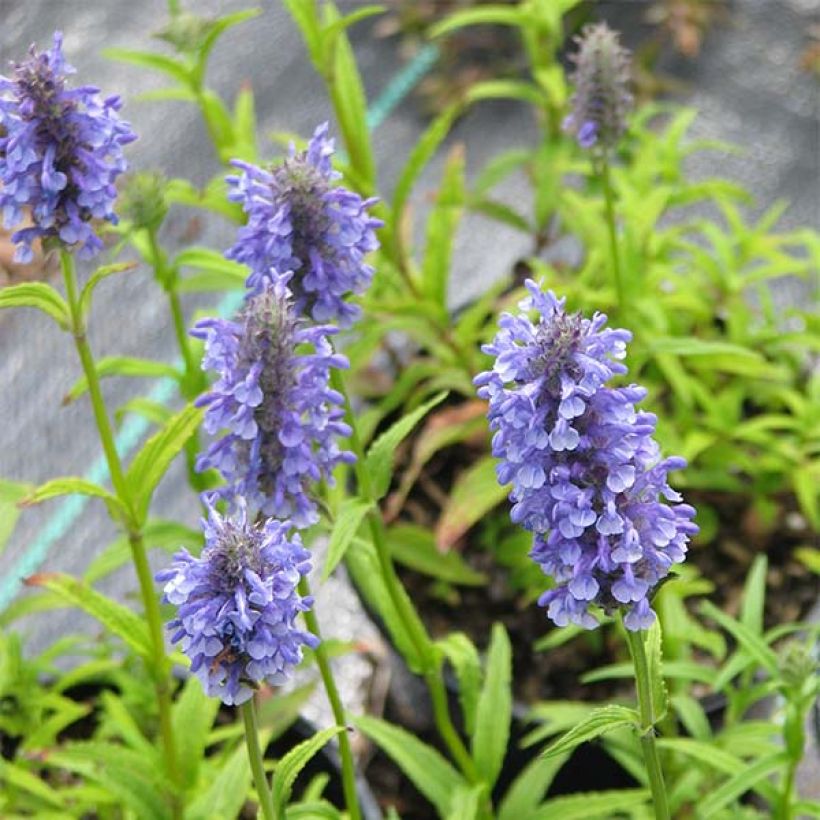 Nepeta nervosa (Floração)