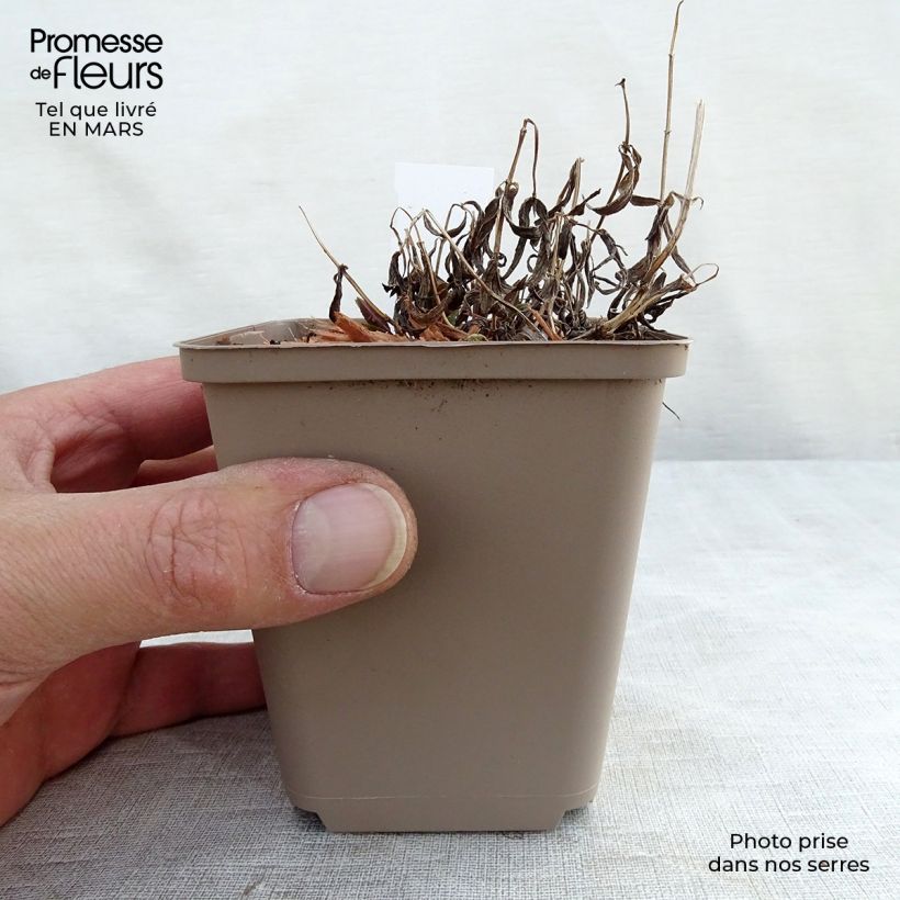 Amostra de Nepeta nervosa Vaso de 8/9 cm tal como entregue na primavera