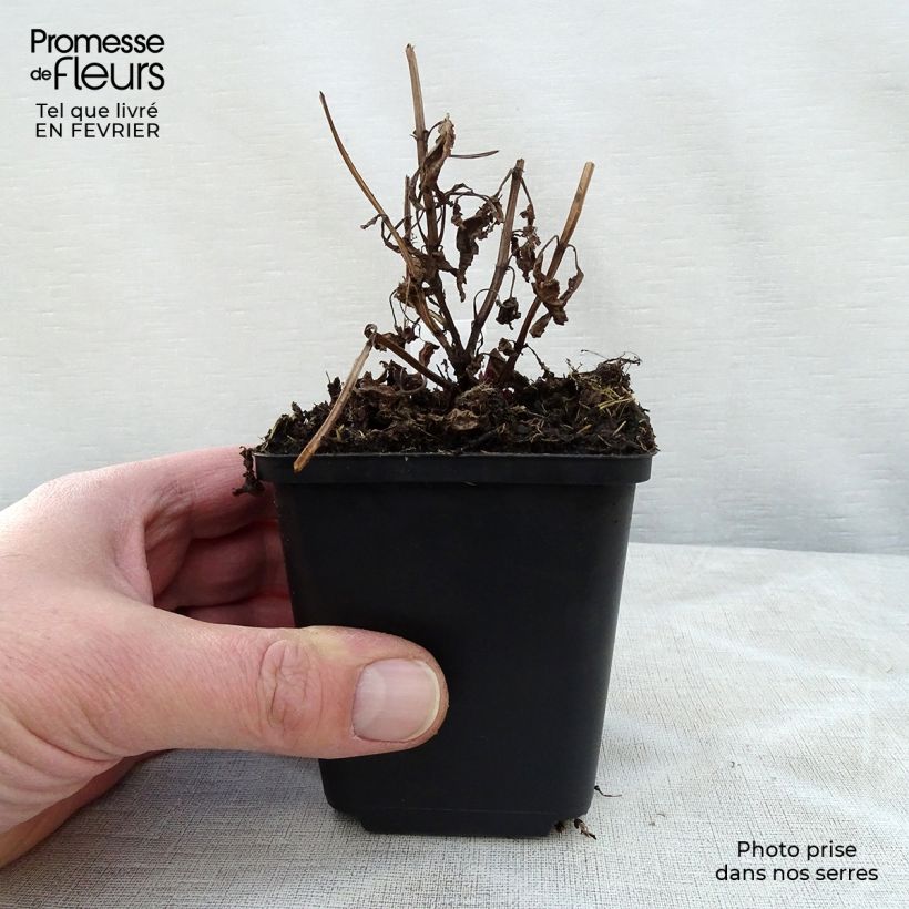 Amostra de Nepeta nervosa Neptune Vaso de 8/9 cm tal como entregue no inverno