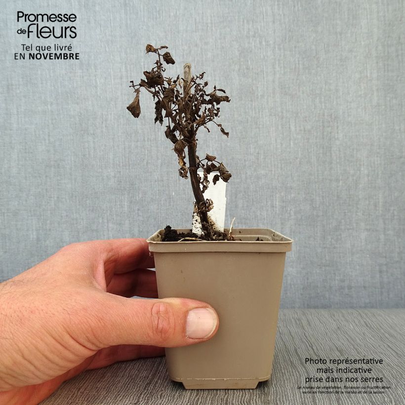 Amostra de Nepeta nervosa Neptune Vaso de 8/9 cm tal como entregue no outono