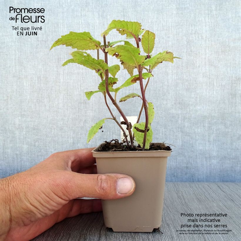Amostra de Nepeta nervosa Neptune Vaso de 8/9 cm tal como entregue no verão