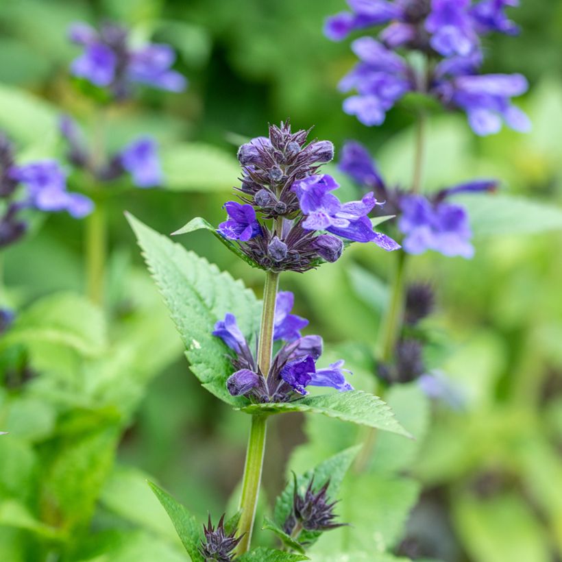Nepeta nervosa Neptune (Floração)