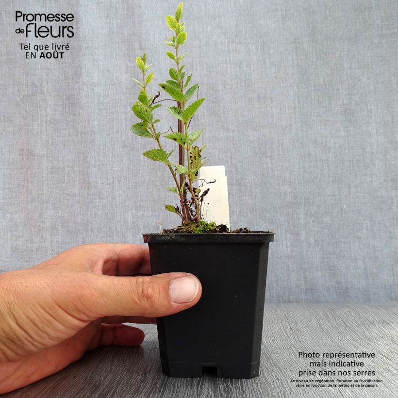 Amostra de Nepeta nuda Purple Cat Vaso de 8/9 cm tal como entregue no verão