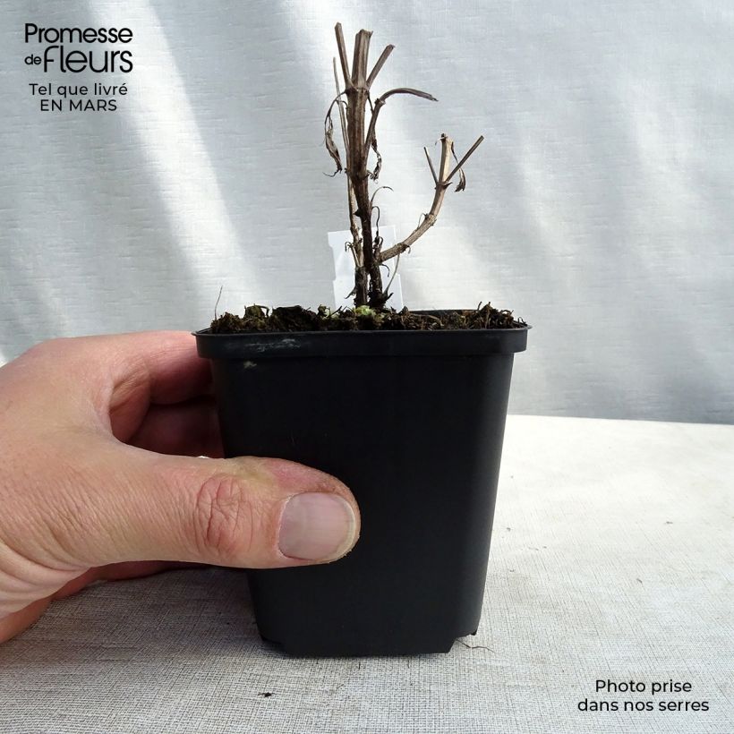 Amostra de Nepeta nuda Purple Cat - Chataire Vaso de 8/9 cm tal como entregue no inverno