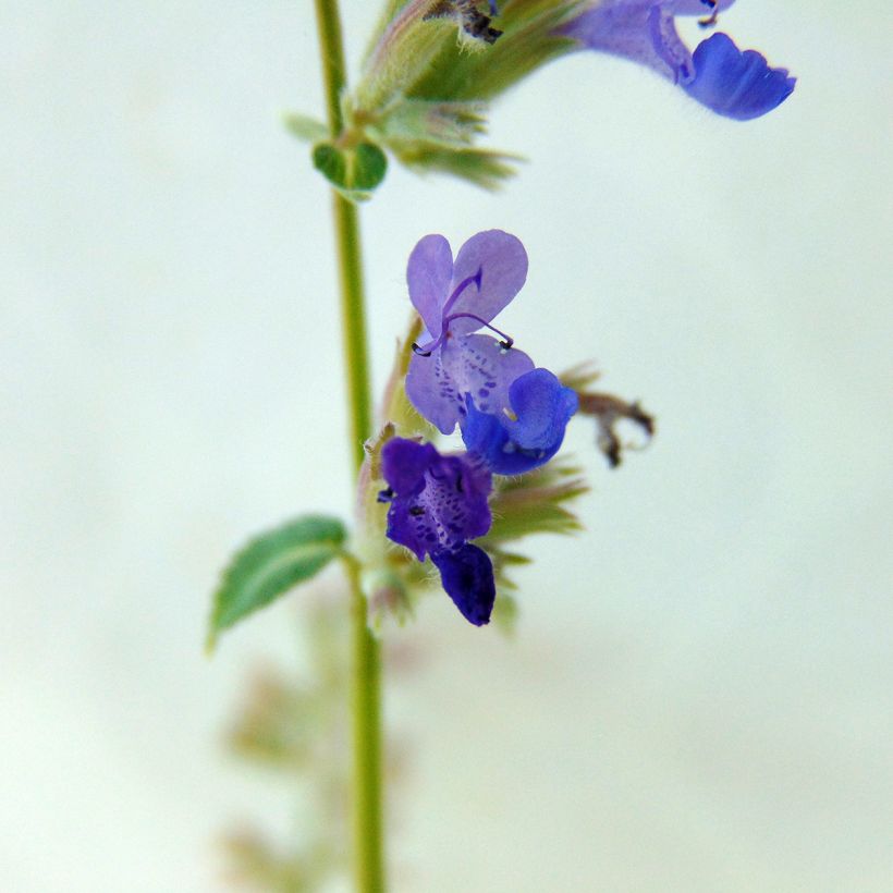 Nepeta racemosa Grog (Floração)