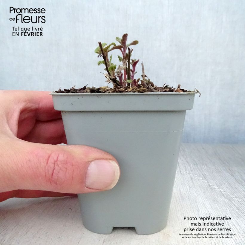 Amostra de Népéta racemosa Grog - Chataire Vaso de 8/9 cm tal como entregue no inverno