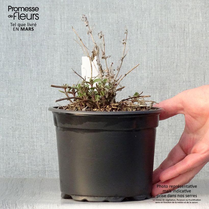 Amostra de Nepeta racemosa Grog Vaso de 2 L/3 L tal como entregue na primavera