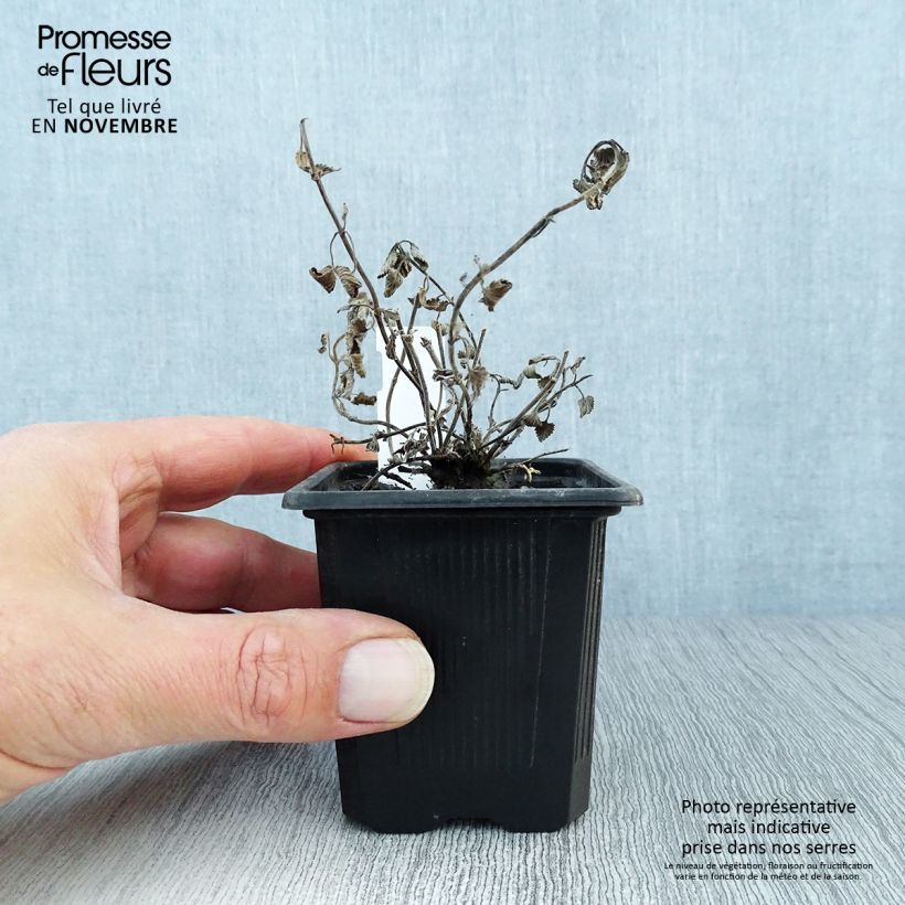 Amostra de Nepeta racemosa Snowflake Vaso de 8/9 cm tal como entregue no outono