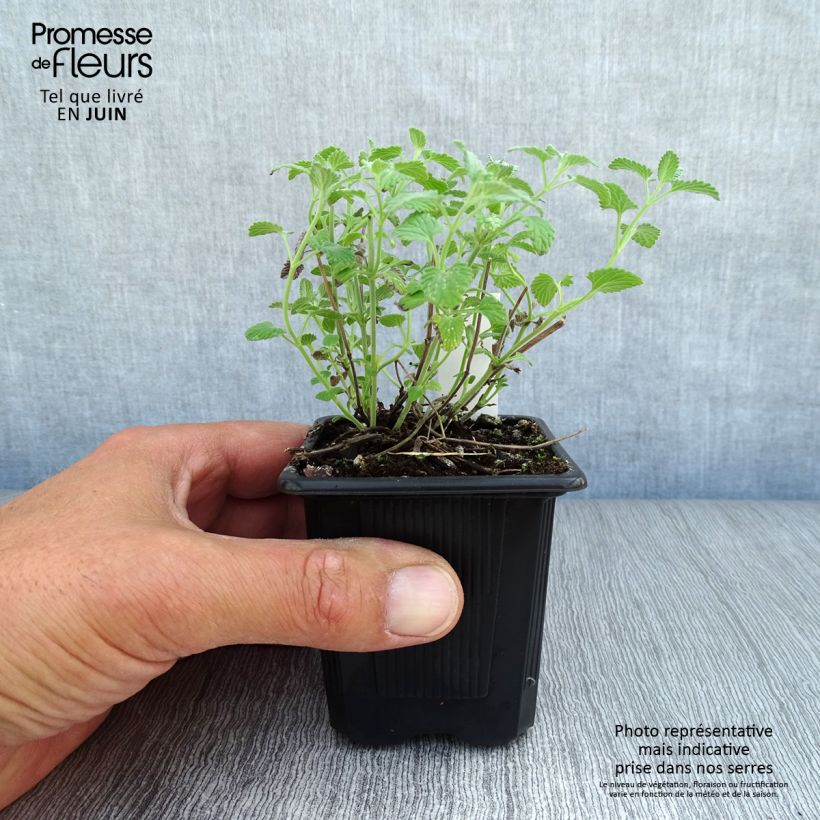 Amostra de Nepeta racemosa Snowflake Vaso de 8/9 cm tal como entregue no verão