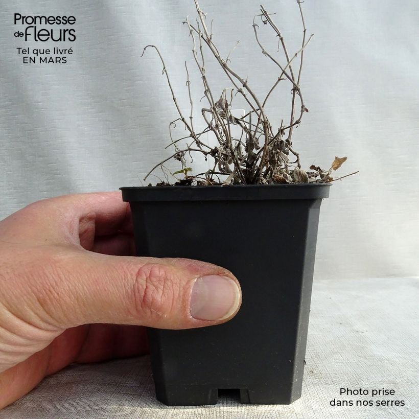 Amostra de Nepeta racemosa Snowflake Vaso de 8/9 cm tal como entregue no inverno