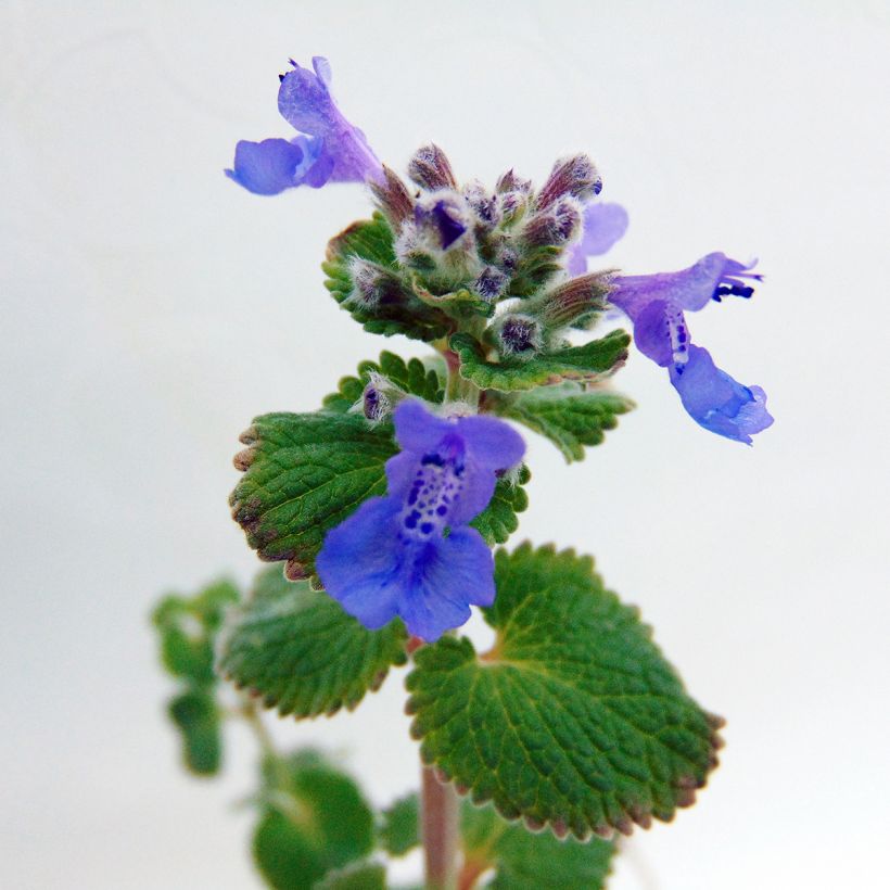 Nepeta racemosa Superba (Floração)