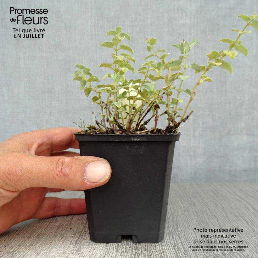 Amostra de Nepeta racemosa Superba Vaso de 8/9 cm tal como entregue no verão