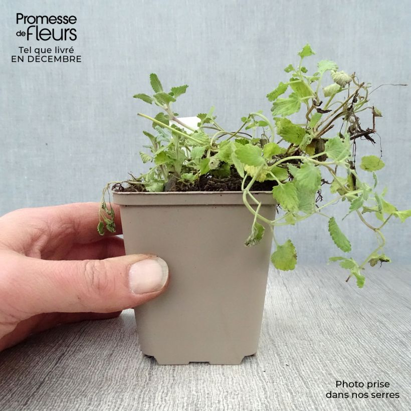 Amostra de Nepeta racemosa Superba - Chataire Vaso de 8/9 cm tal como entregue no inverno