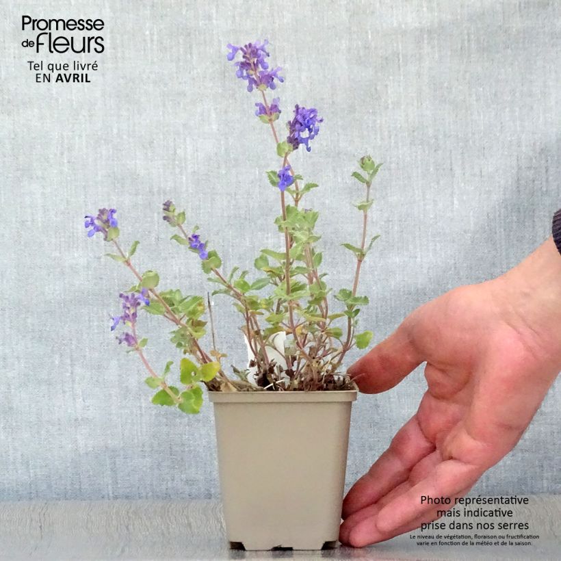 Amostra de Nepeta racemosa Superba Vaso de 8/9 cm tal como entregue na primavera