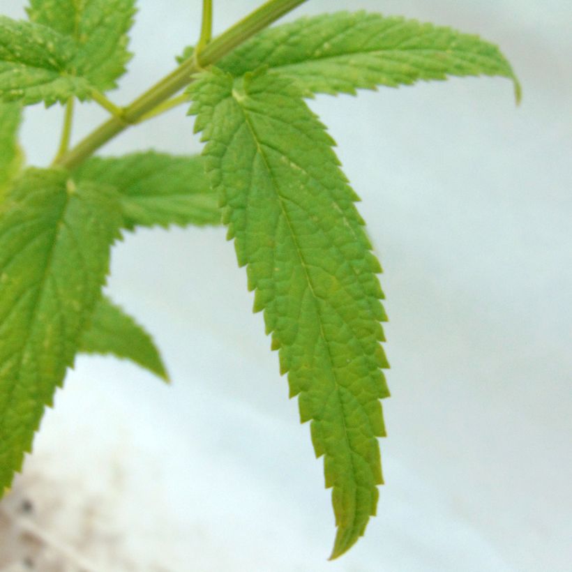 Nepeta sibirica Souvenir d'Andre Chaudron (Folhagem)