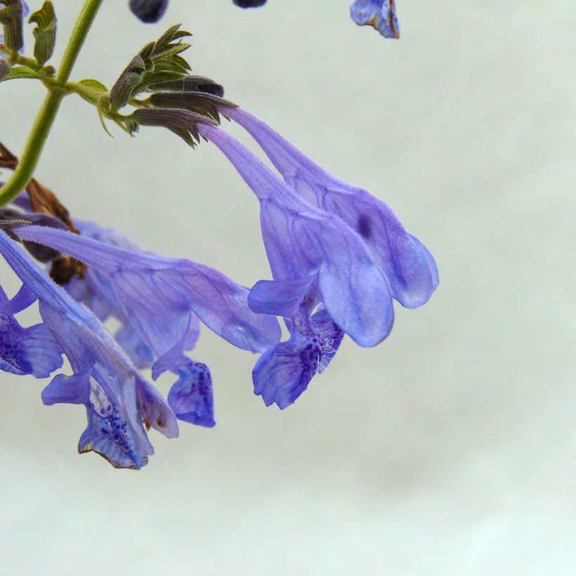 Nepeta sibirica Souvenir d'Andre Chaudron (Floração)