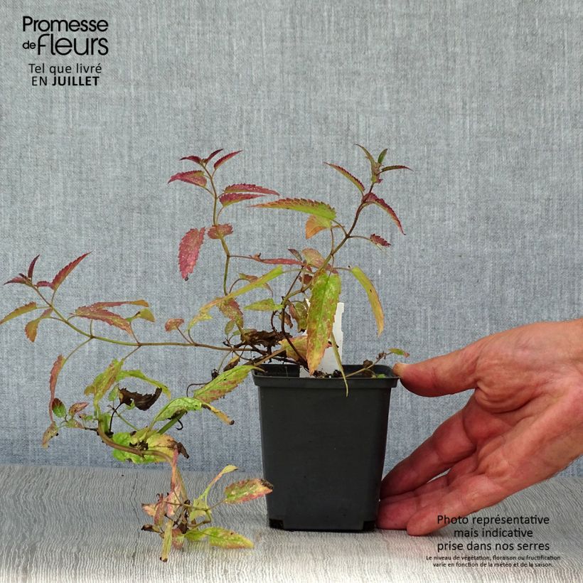 Amostra de Nepeta sibirica Souvenir d'Andre Chaudron Vaso de 8/9 cm tal como entregue no verão