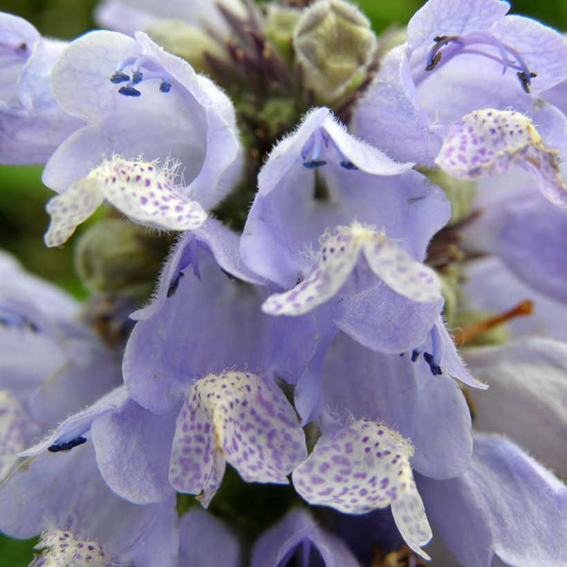 Nepeta subsessilis Blue Panther (Floração)