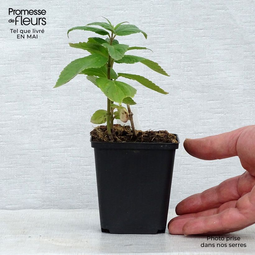 Amostra de Nepeta subsessilis Vaso de 8/9 cm tal como entregue na primavera