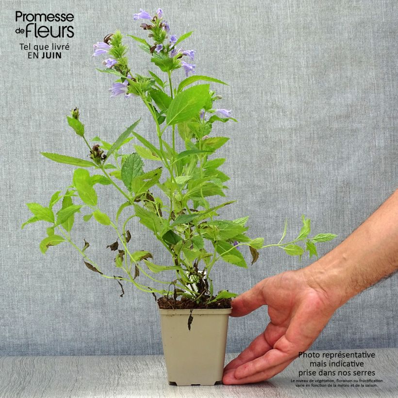 Amostra de Nepeta subsessilis Vaso de 8/9 cm tal como entregue no verão