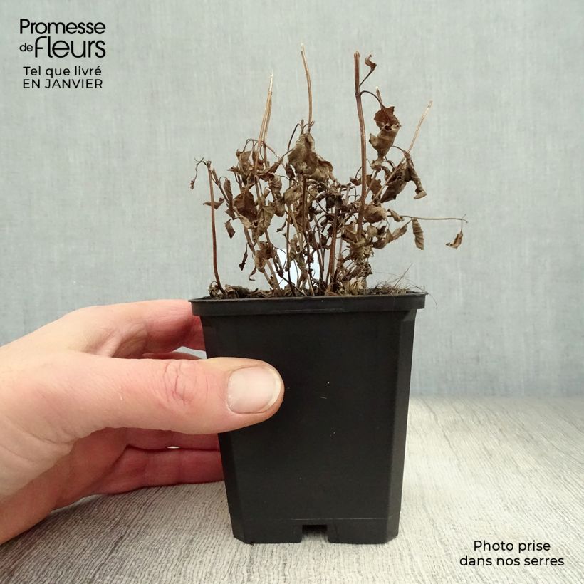 Amostra de Nepeta subsessilis - Chataire subsessile  Vaso de 8/9 cm tal como entregue no inverno