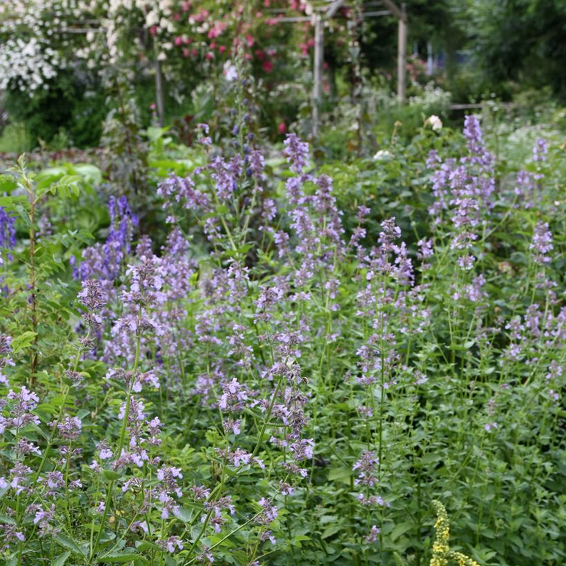 Nepeta subsessilis (Hábito)