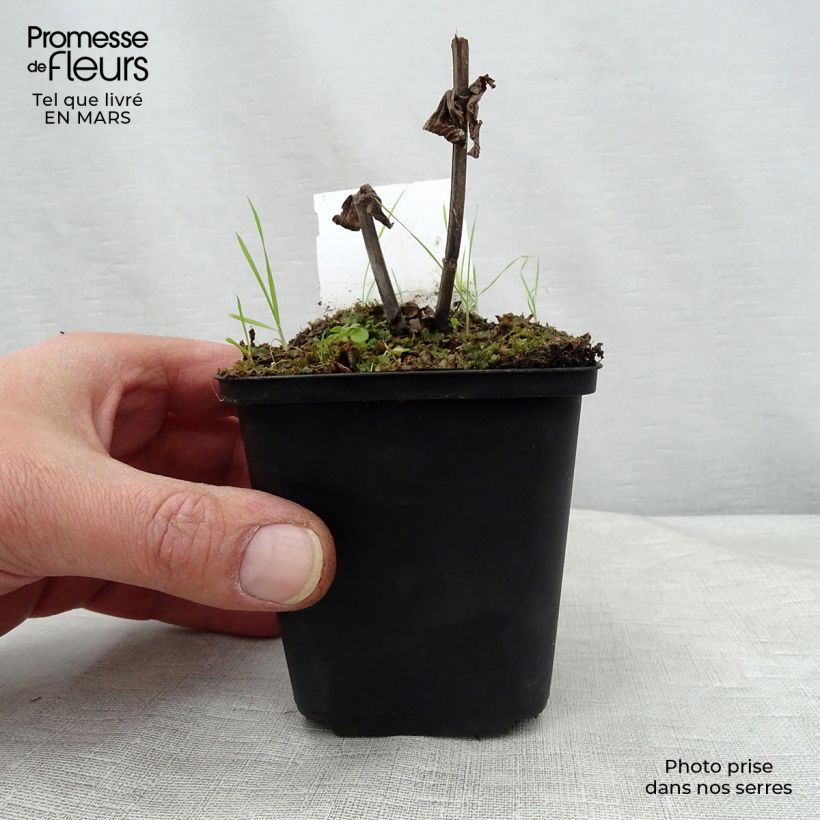 Amostra de Nepeta subsessilis Laufen Vaso de 8/9 cm tal como entregue na primavera