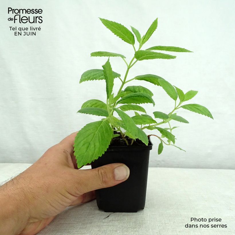 Amostra de Nepeta subsessilis Laufen Vaso de 8/9 cm tal como entregue no verão