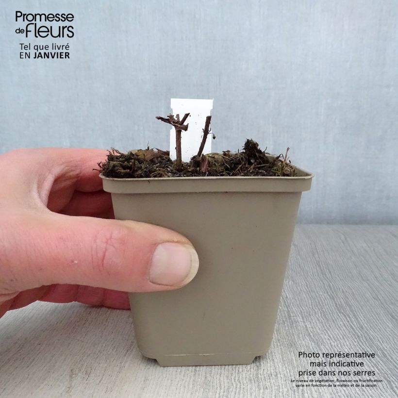 Amostra de Nepeta subsessilis Laufen - Chataire Vaso de 8/9 cm tal como entregue no inverno