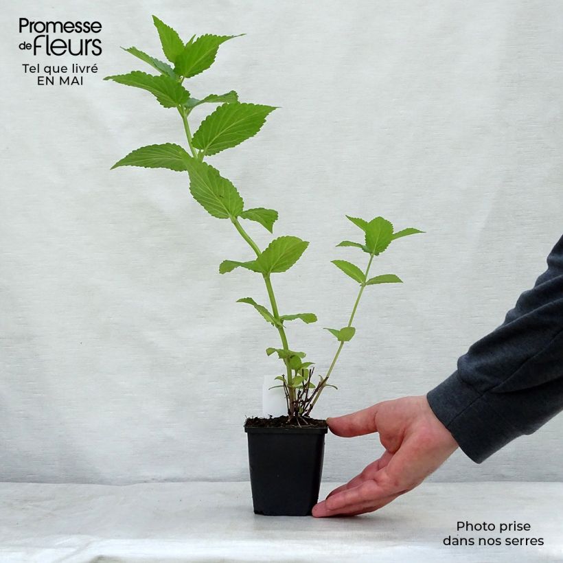 Amostra de Nepeta subsessilis Sweet Dreams Vaso de 8/9 cm tal como entregue na primavera