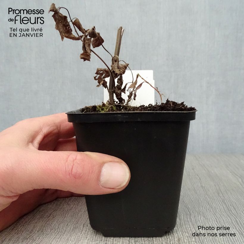 Amostra de Nepeta subsessilis Sweet Dreams - Chataire subsessile rose Vaso de 8/9 cm tal como entregue no inverno