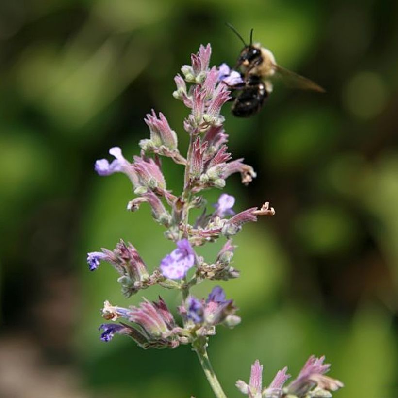 Nepeta faassenii Dropmore (Floração)