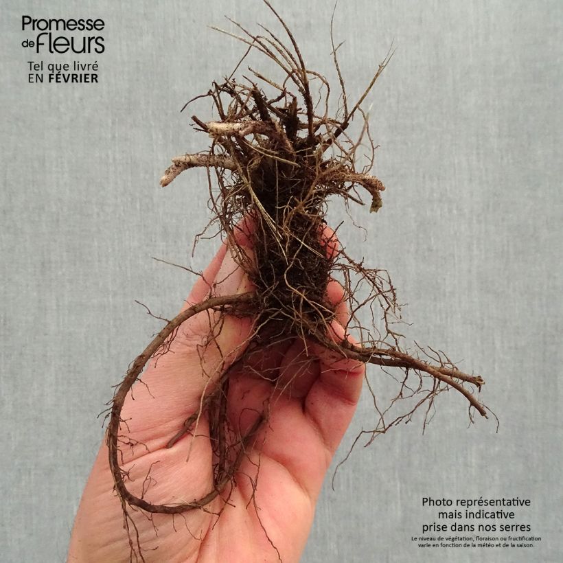 Amostra de Nepeta x faassenii Dropmore Petites Racines nues tal como entregue no inverno