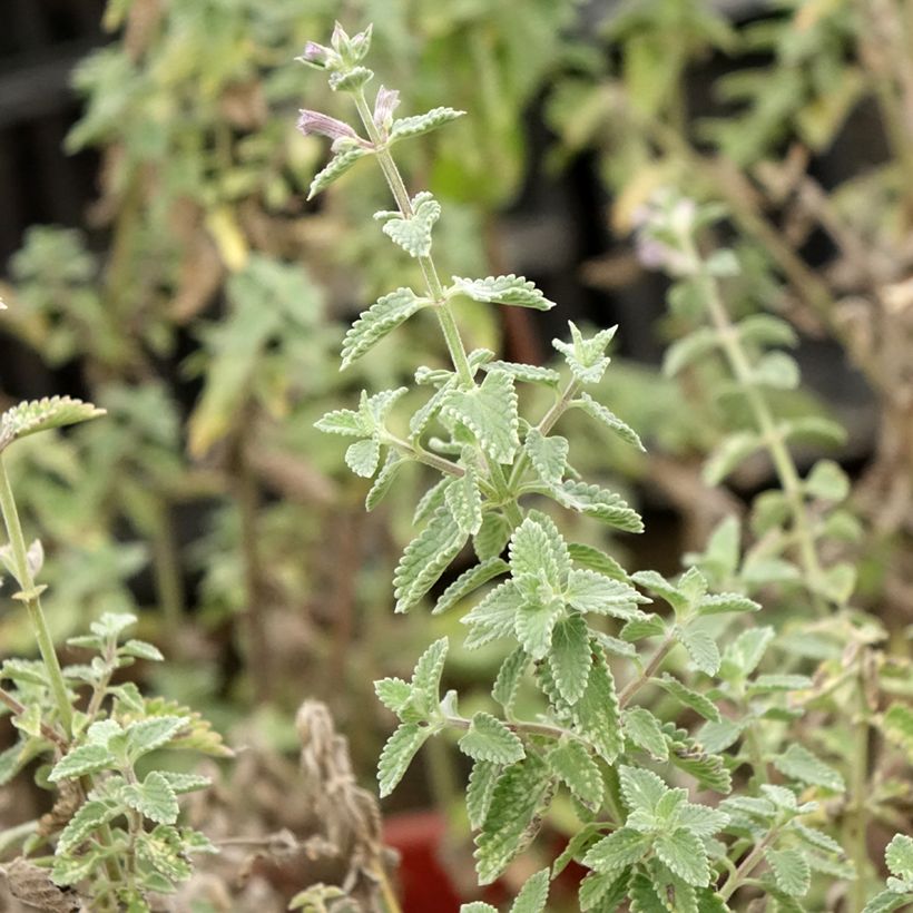 Nepeta faassenii Dropmore (Folhagem)