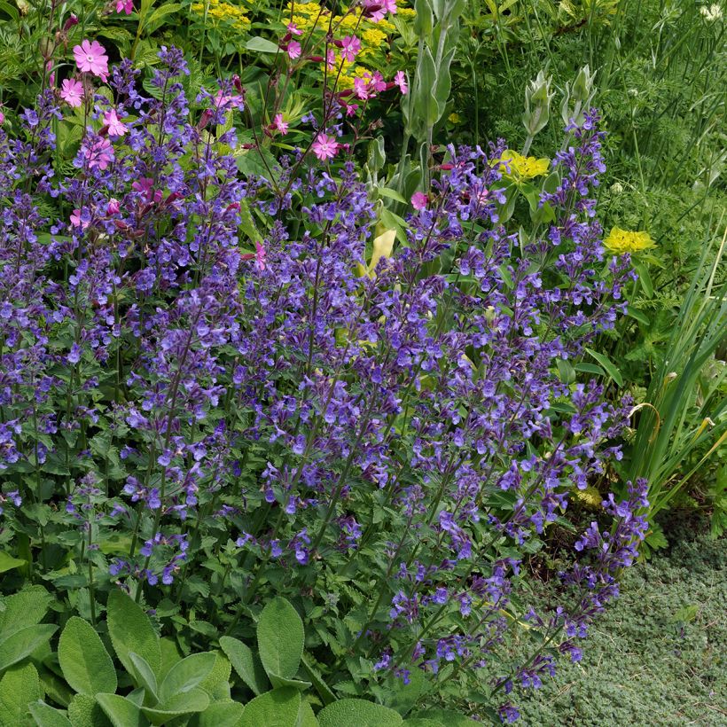 Nepeta faassenii Junior Walker (Hábito)